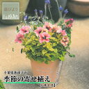 【ふるさと納税】花 鉢植え 季節の寄せ植え Sサイズ おすすめ 誕生日 プレゼント 母の日 父の日 敬老の日 植物 季節 寄せ植え 鉢 バスケット ギフト お祝い 贈り物 花苗 贈る 贈答用 お返し 庭びより 旬の花