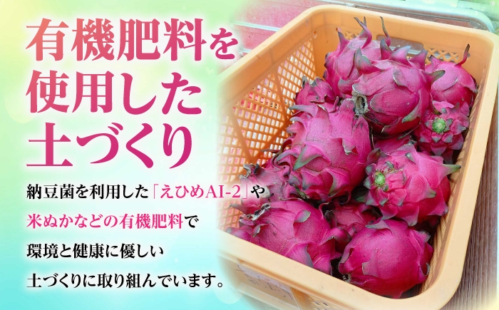 フルーツ ふるーつ Fruit 赤 果肉 レッド ピタヤ 青果 果実 国産 産地直送 小玉 果物 火龍果 トロピカル くだもの