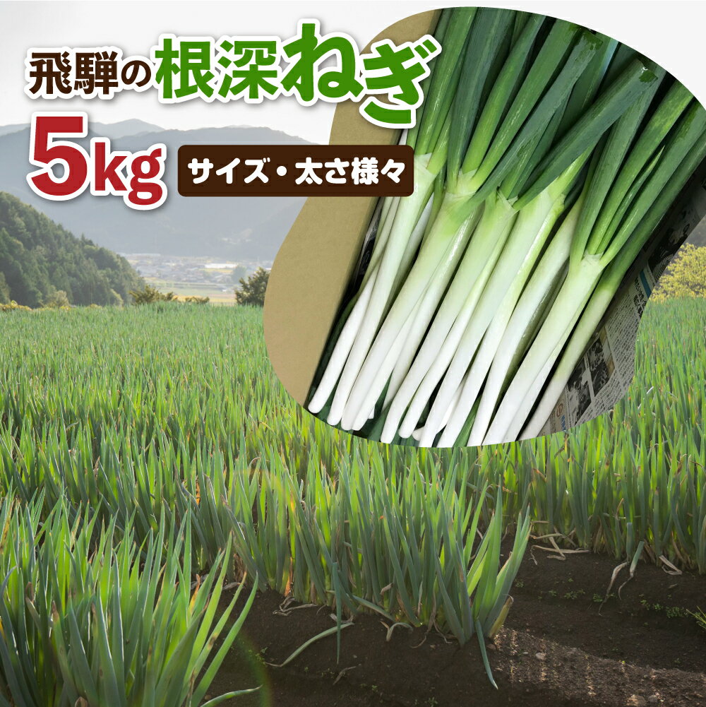 【ふるさと納税】《数量限定！特別寄附額にてご案内》《訳あり》飛騨の根深ねぎ 5kg 薬味からお鍋までおすすめ！サイズ・太さ様々 訳アリ わけあり ワケアリ 不揃い 野菜 産地直送 白ねぎ 白ネギ 鍋 [B0144]