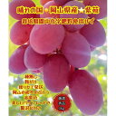 【ふるさと納税】ぶどう 2025年 先行予約 紫苑 厳選 秀品 粒だけ 約3kg 岡山 国産 果物 フルーツ 2025年10月上旬から発送 | フルーツ 果物 くだもの 食品 人気 おすすめ 送料無料