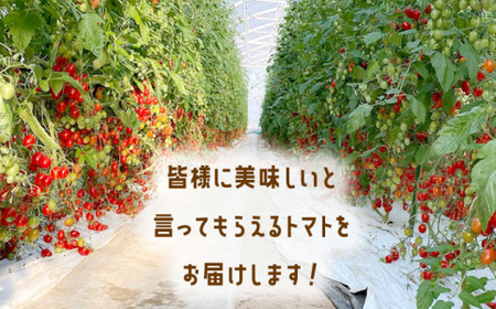 【甘くてジューシー】ミニトマト アイコ 2.0kg【C&T farm】 [QBG002] [QBG002]