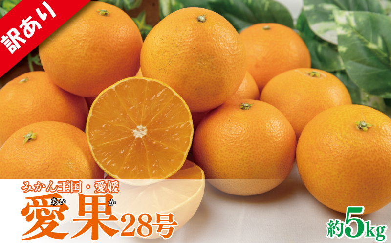 【先行予約】【2025年11月下旬以降順次発送】訳あり 家庭用 愛果28号 約5kg あいか みかん 柑橘 紅まどんな と同品種 愛媛県 松山市