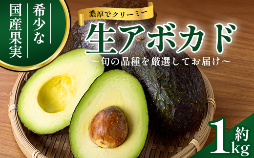 【期間限定・数量限定】南大隅町産 国産生アボカド 約1kg ～旬の品種を厳選してお届け～ SG-3｜ 産地直送 国産 アボカド 新鮮 森のバター 希少 鹿児島県産 本土最南端 ピンカートン モンロー 