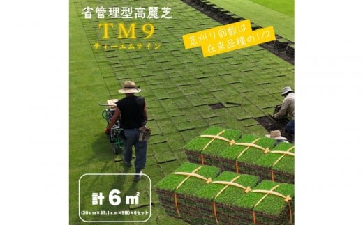 芝生(省管理型コウライ芝　TM9ティーエムナイン)6束セット※6平米分