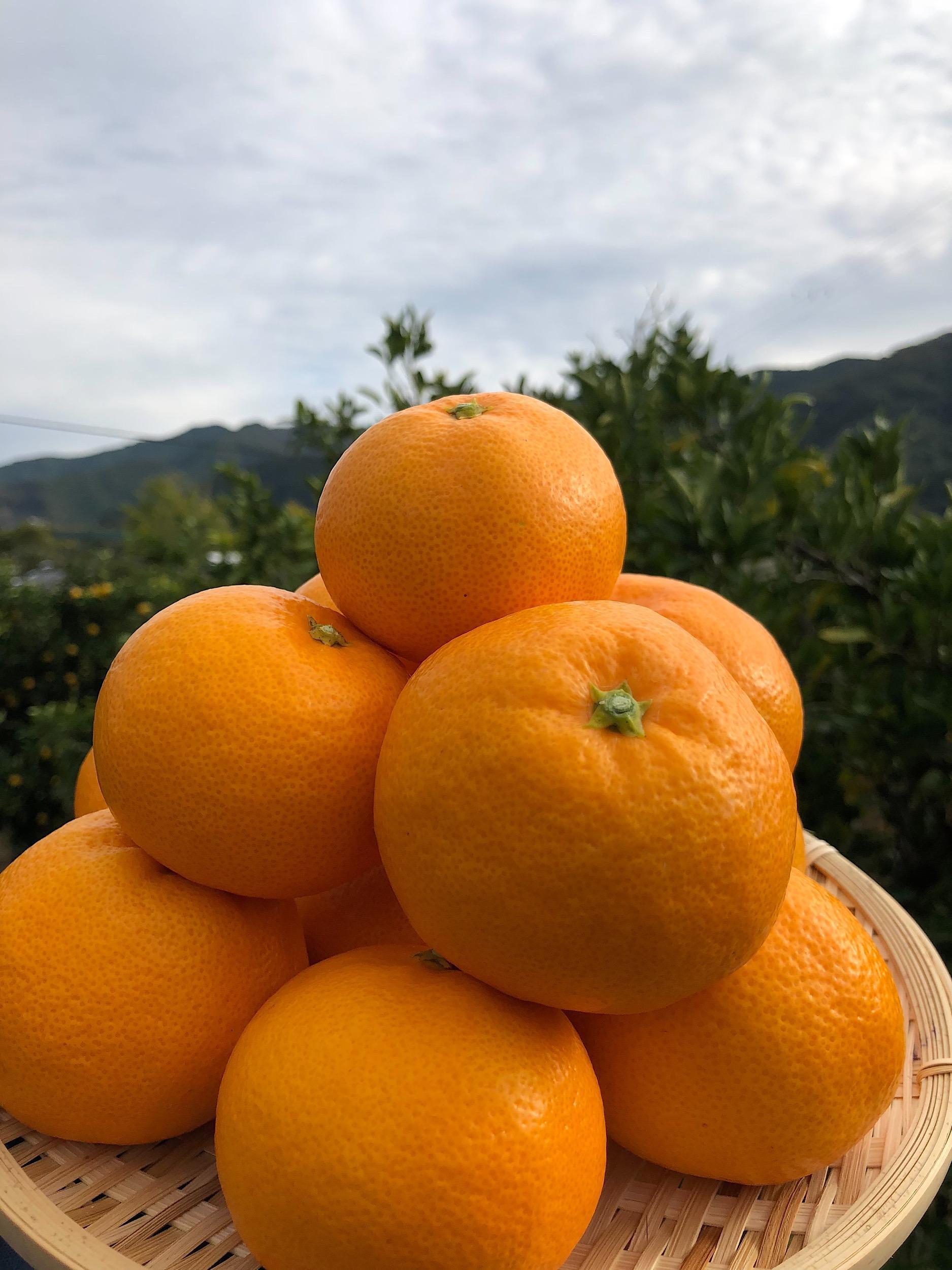 【産地直送】☆有田みかん☆サイズ不揃い☆約3kg AL18_イメージ3