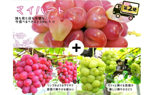 【産地直送】※2026年の予約です！※ 岡山シャインマスカット＆マイハート入り！新鮮ぶどう定期便 ２.４ｋｇ(４～６房)　２回に分けてお届け！ / ぶどう ブドウ 葡萄 シャインマスカット マイハート