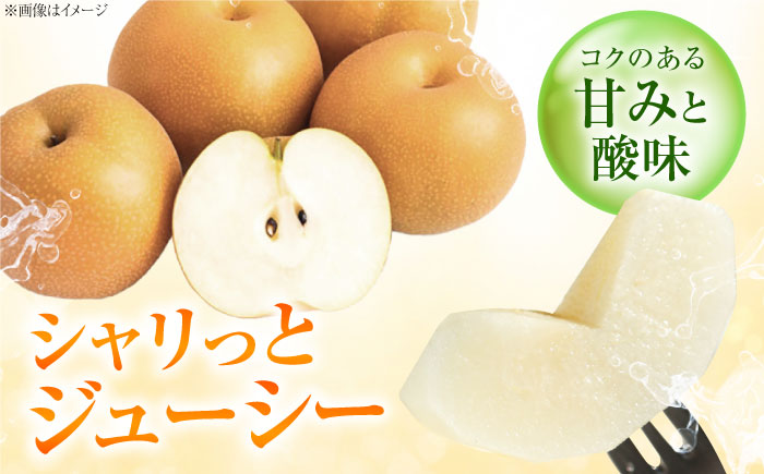 稲田ペアファームの豊華梨 （ゆたかなし） 6～9玉 〈2026年9月～発送〉 ／ フルーツ 果物 くだもの 食品 人気 おすすめ 梨 なし ゆたか 和梨 甘い 旬 ふるさと納税 【株式会社内子フレッシ