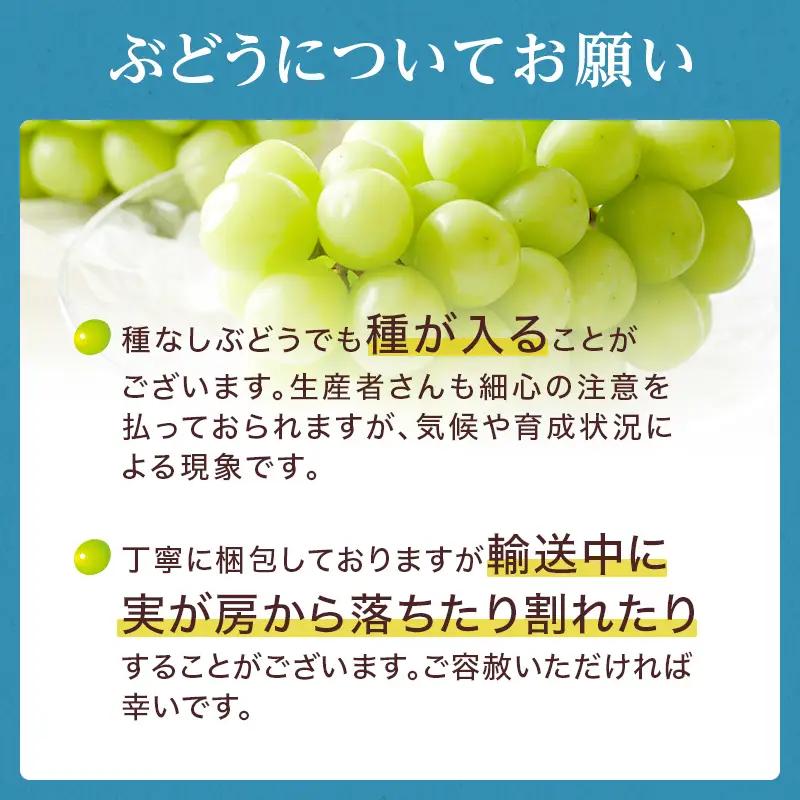 ぶどう 2026年 先行予約 岡山 名産  晴王 シャイン マスカット たっぷり2kg！ 岡山県産 シャインマスカット