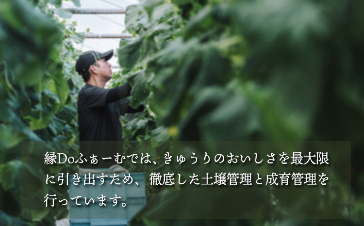 宮崎県高原町産きゅうり2kg（18～20本）　[国産 九州産 サラダ お料理 ワンストップオンライン 10000円以下] TF0905ｰP00082