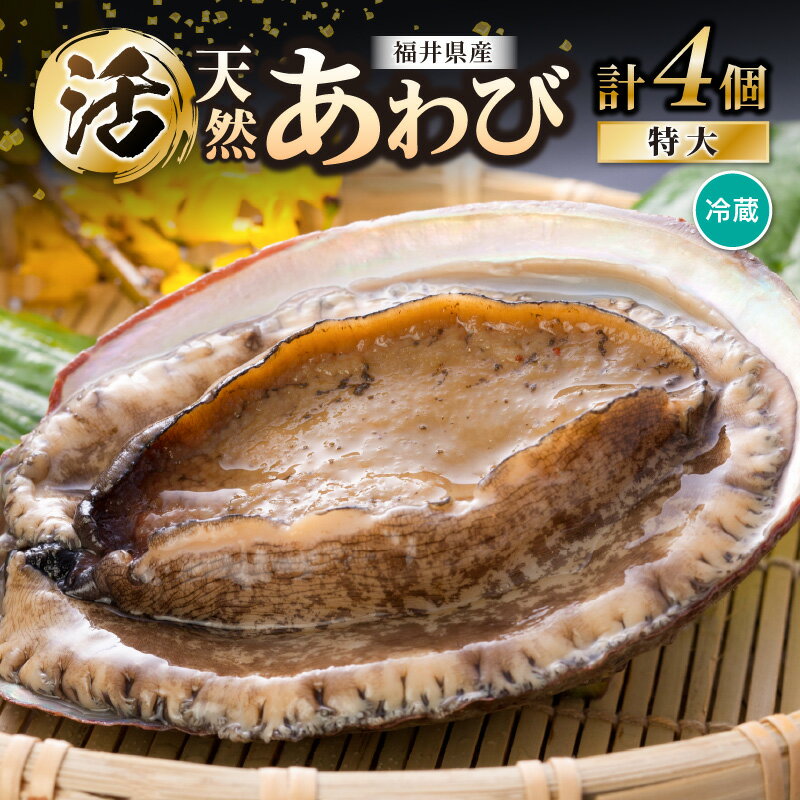 【ふるさと納税】天然！活アワビ 特大 オガイ・メガイ 各2個 計4個 セット 入手困難 鮮度抜群 刺身 お造り バター焼き BBQ あわび 鮑 [m21-o002]