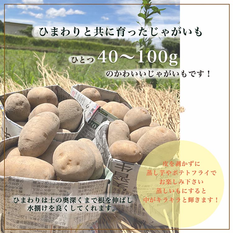 ひまわり畑で育った自然栽培のじゃがいも 12kg 京都府・亀岡産 かたもとオーガニックファームよりお届け ｜ 訳あり じゃがいも 芋 小さめ サイズ小 野菜 産地直送 ※離島への配送不可