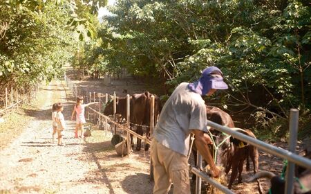 まきはた牛乳工房 チーズ 2種詰め合わせセット (カチョカヴァロ100g×2個 ストリングチーズ100g×2個) 【乳製品 チーズ 海士町】