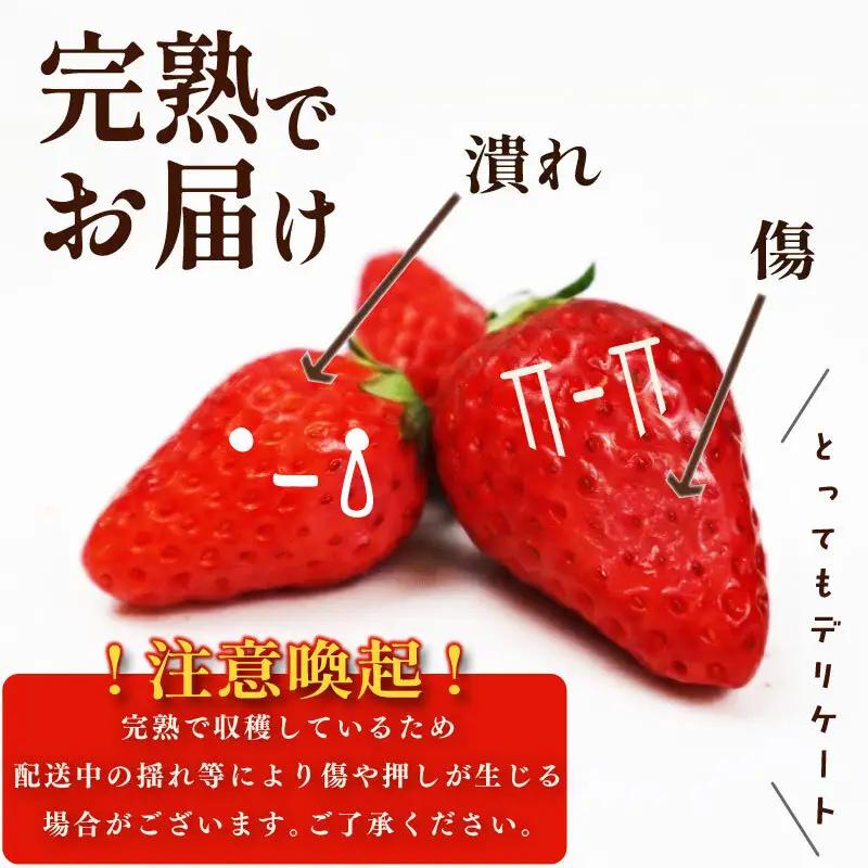 【先行予約】完熟 いちご きらぴ香 1.8kg 【いちご】訳あり 鈴木農園