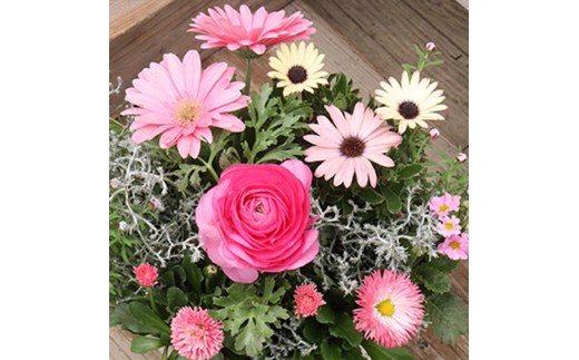 フェアリーな花苗セットB