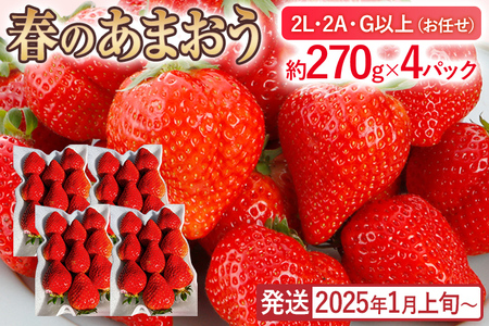 産地直送厳選あまおう 4パックセット（G,2L,2A規格以上）【数量限定】いちご フルーツ 果物 あまおう 約270g×4パック 福岡 苺 イチゴ 【発送時期2026年1月上旬～2026年月4月上旬】