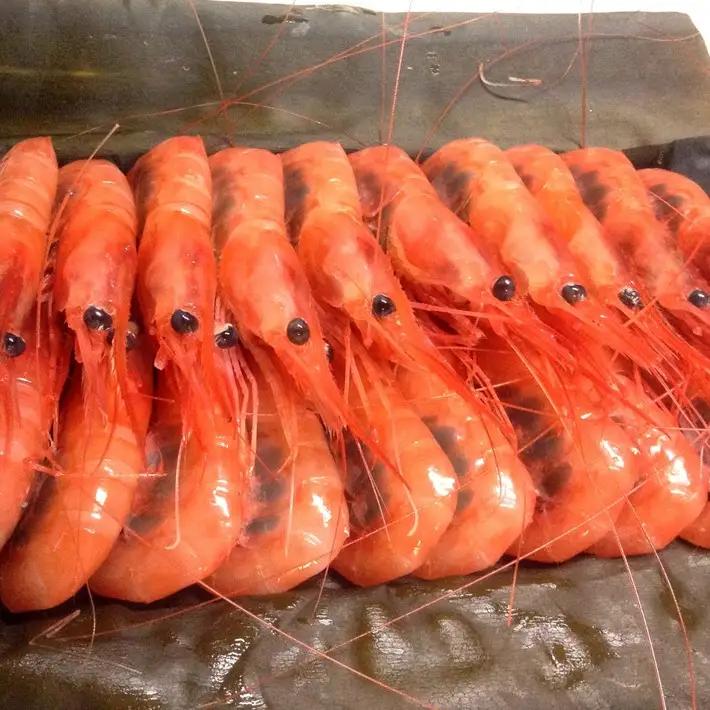 【 2026年9月~10月発送 】 子持ち甘エビ20匹丸ごと昆布〆 甘エビ