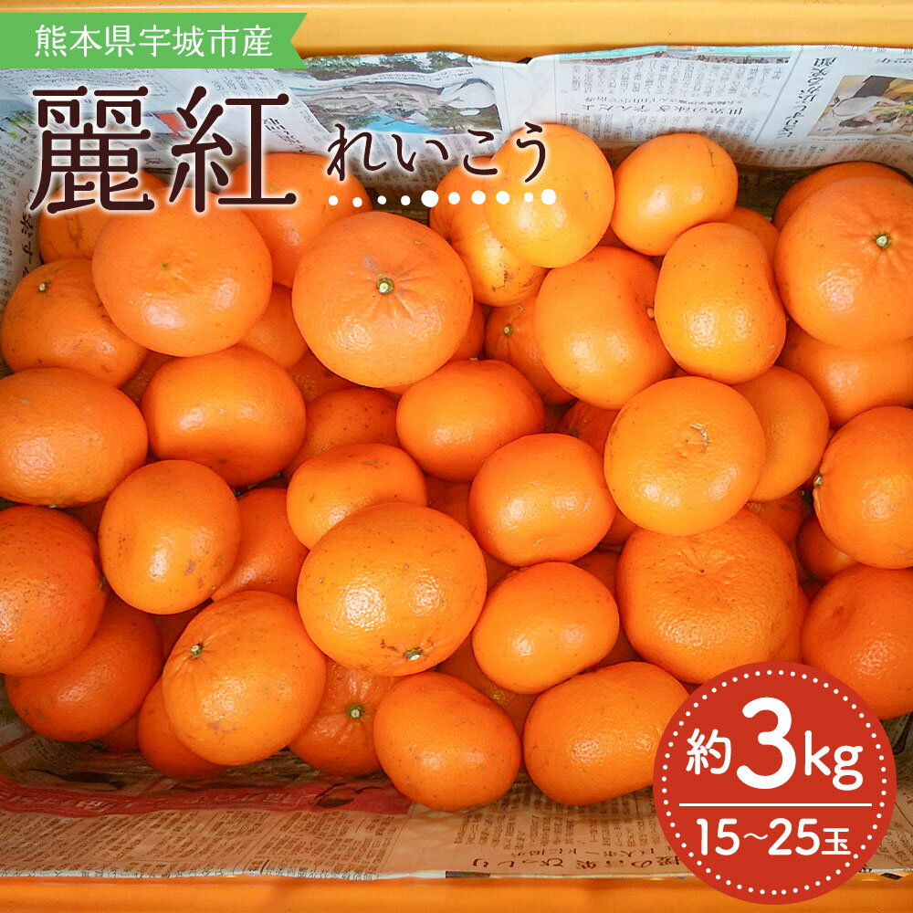 【ふるさと納税】【先行予約】 みかん 麗紅 れいこう 約3kg 15〜25玉 【2026年2月上旬〜2026年4月上旬頃順次発送予定】 柑橘 宇城市産 熊本県産 九州産 国産 送料無料 吉田レモニー