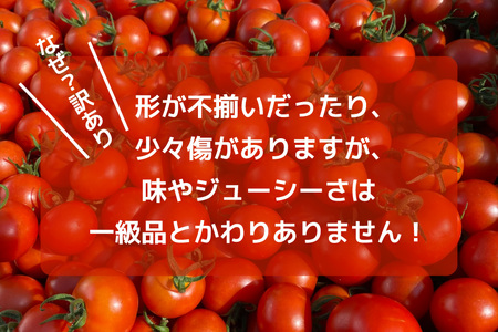 訳あり 野菜 トマト 冷凍志宝トマト（シンディスイート）中玉 2kg