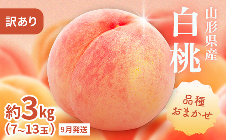 FYN9-732 ≪2026年先行予約≫ ご家庭用 9月発送 山形県産 品種おまかせ 白桃 約3kg(7～13玉) 2026年9月上旬から順次発送 硬い はくとう 桃 もも モモ 果物 くだもの 夏果実 フルーツ 訳あり 農業者支援 家庭用 自宅用 産地直送 山形県 西川町 月山