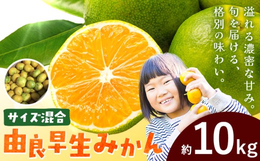 みかん 由良早生みかん 早生 サイズ混合 約10kg エイワ商店《11月上旬-11月末頃出荷》和歌山県 日高川町 送料無料 柑橘類 ミカン フルーツ 果物 柑橘 早生みかん お取り寄せフルーツ