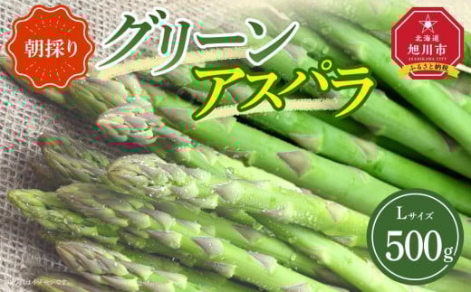 【先行予約】朝採り グリーンアスパラ L 500g (2026年5月下旬発送開始) 【 アスパラ アスパラガス グリーンアスパラ 【先行予約】朝採り 直送 産地直送 旬 春 北海道 とれたて お取り寄せ 冷蔵配送 冷蔵 旭川市 】 _04657