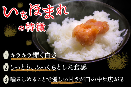 令和5年度産 福井県産新ブランド米 いちほまれ 10kg（5kg×2袋）[B-002027]