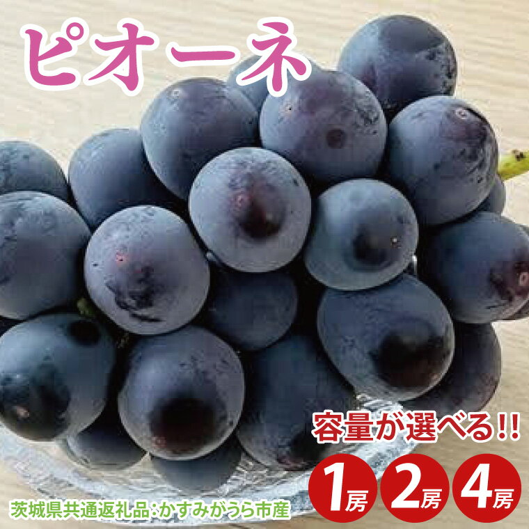 【ふるさと納税】【選べる内容量】【先行予約】ピオーネ 1房 2房 4房（茨城県共通返礼品：かすみがうら市産）　※2025年9月初旬～2025年10月下旬頃に順次発送予定（CD028）
