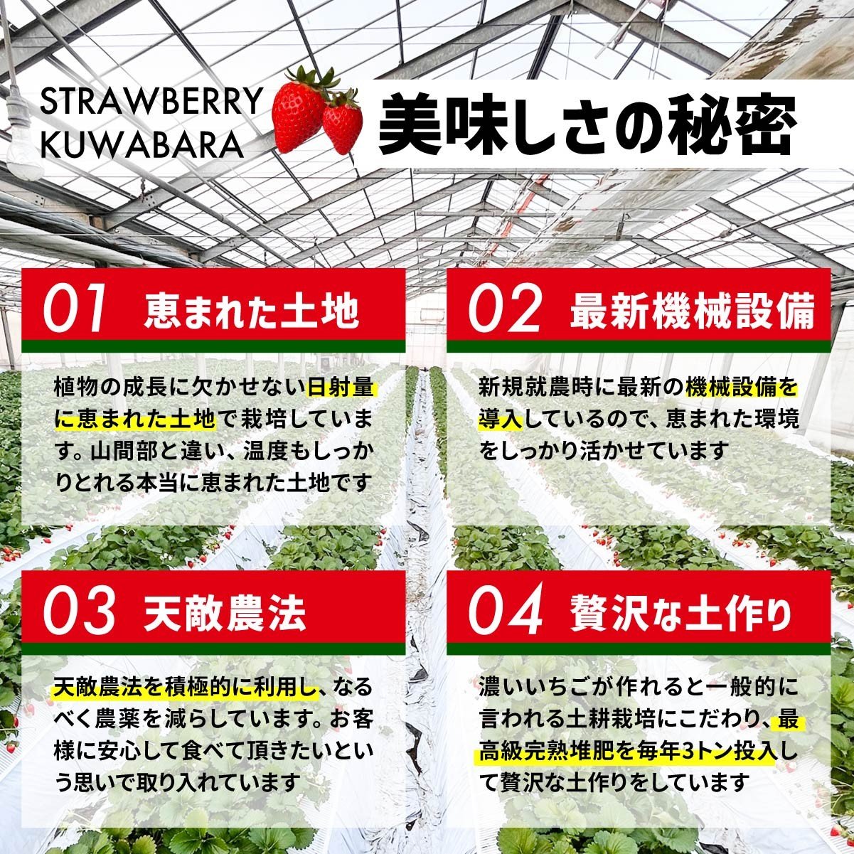 いちご やよいひめ (贈答用) 約800g 群馬県いちご品評会最高金賞受賞