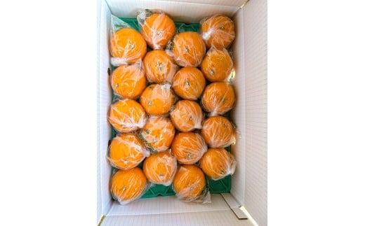 B357-15 Pプラスポリ入りトップオレンジ　２０玉