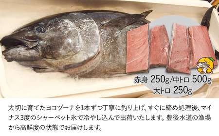 【定期便・全3回】豊後まぐろ ヨコヅーナ 贅沢セット 赤身250g 中トロ500g 大トロ250g 入りの豪華セット刺し身 刺身 マグロ 鮪 大分県産 九州産 津久見市【tsu0003019】