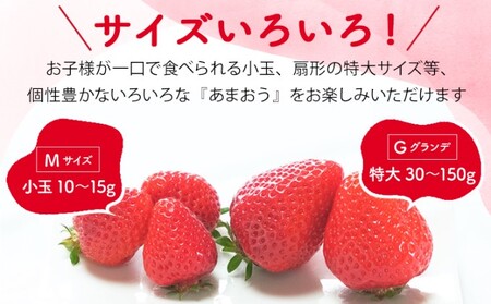 【訳あり】 いちご 2027年2月下旬より発送 あまおう サイズ色々 8パック 約2.28kg いちご