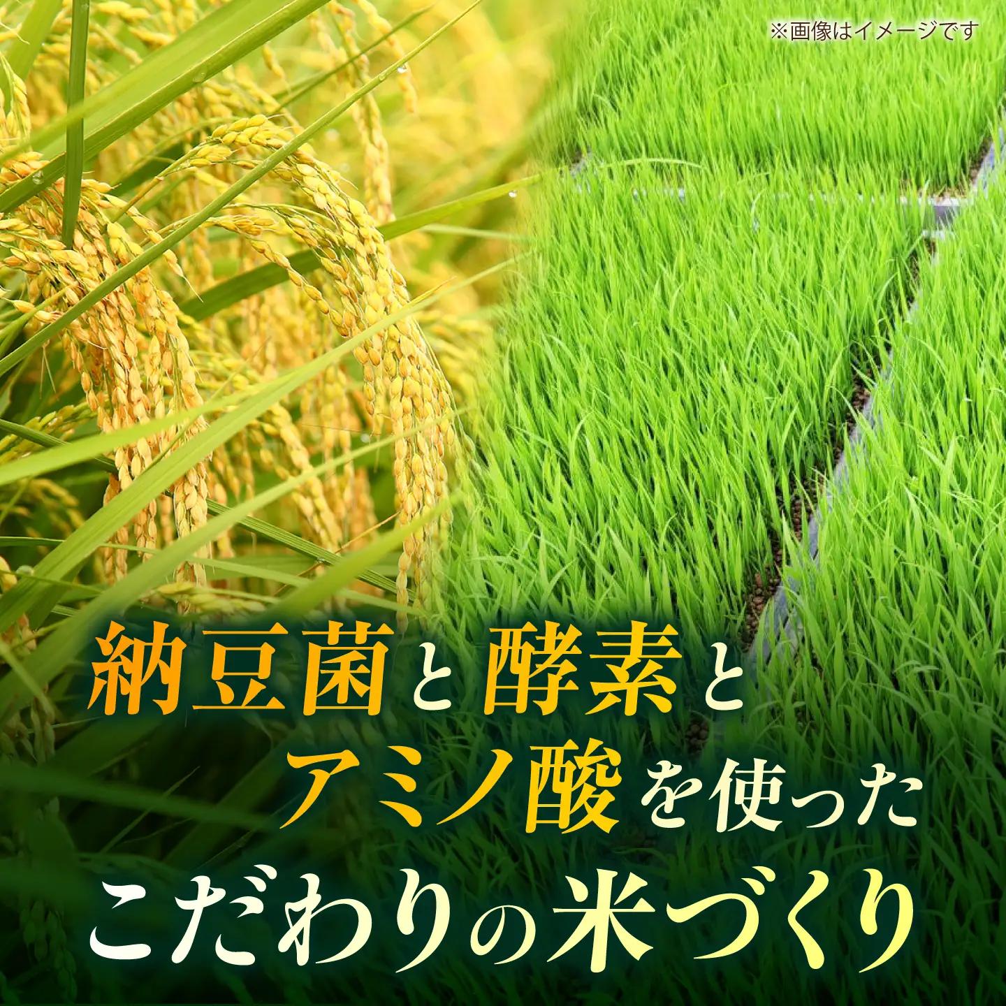 ＼生活応援よか値キャンペーン／先行予約令和8年度産米 白米 10kg くまさんの輝き ZFO003-CP