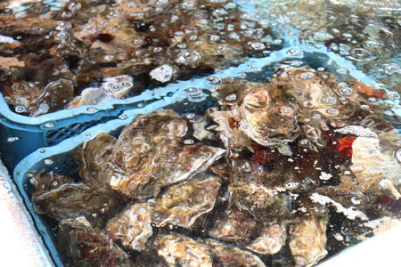 【期間限定発送】ヤマヨ水産の牡蠣 生食用 むき身 500g 《5月前半～出荷》 [気仙沼市物産振興協会 宮城県 気仙沼市 20565237]