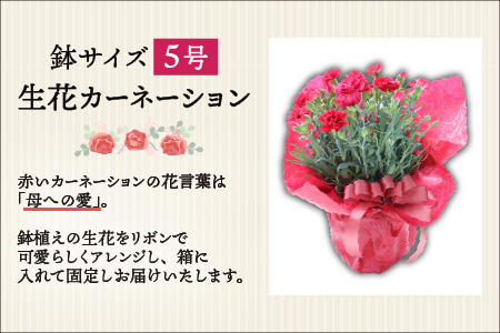 【40セット限定 先行予約】カーネーション 赤 5号 鉢植え 生花 ＜数量限定！想いを届ける母の日ギフト＞ / 花苗 花 贈り物 ギフト 女性 プレゼント 感謝 ※2025年5月10日までにお届け 