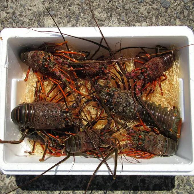 活き 伊勢海老 4～10尾 2kg 伊勢海老