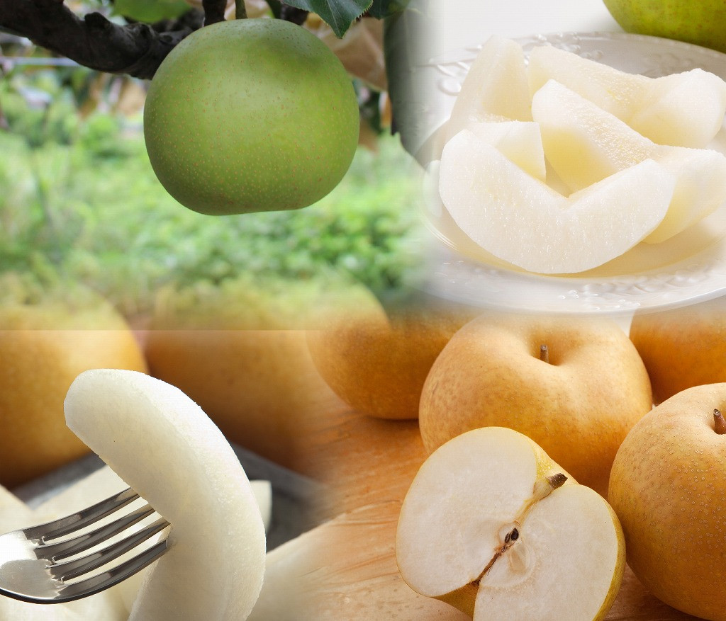 
            農家さん応援！ 訳あり鳥取梨セット 4kg ( 品種はおまかせ )
          