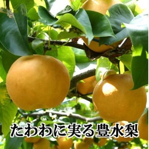 八幡浜の梨、果汁たっぷり!!「豊水」4キロ【C39-37】【配送不可地域：離島】【1316567】