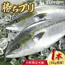 【ふるさと納税】【2025年1月・2月・3月配送】【着日指定必須】 養殖 勝ち ブリ 1本 上五島産椿油配合 魚 鰤 ぶり ブリ しゃぶしゃぶ ブリしゃぶ ぶりしゃぶ 新鮮 鮮魚 刺身 冷蔵 五島 海鮮 海鮮丼 お祝い 【カミティバリュー】 [RBP085]