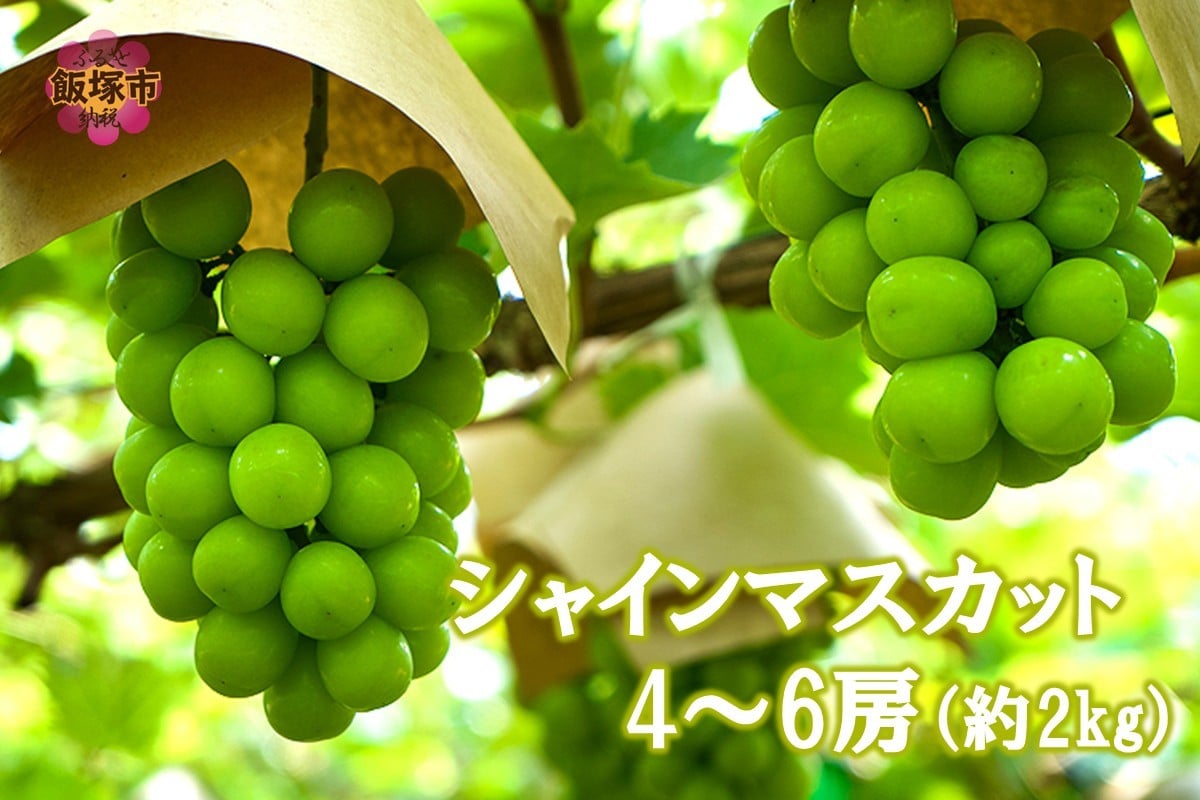
            シャインマスカット4-6房(約2kg)＜2026年8月中旬から発送開始分先行予約＞【B6-028】
          