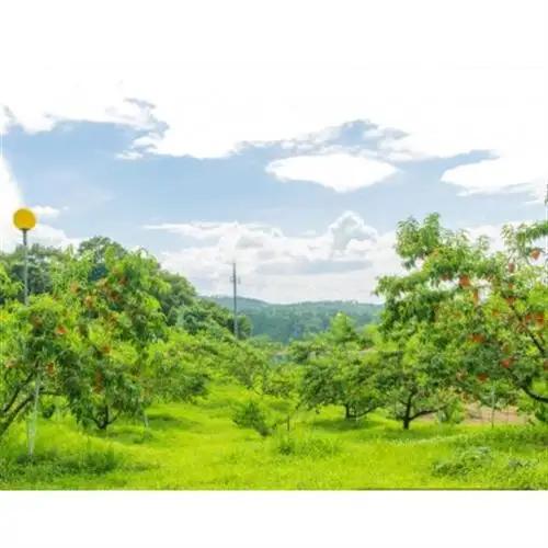 【先行予約★2027年8月上旬より順次発送予定】岡山県産　白麗(2kg箱)【配送不可地域：離島・北海道・沖縄県】【1667433】
