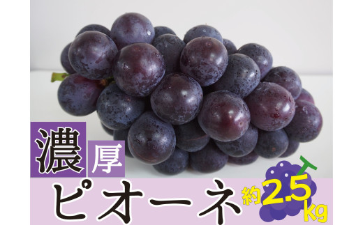 種なしピオーネ＜約 2.5kg＞【2025年8月下旬～9月中旬頃発送予定】