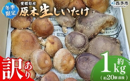 ＜冬季限定 原木生しいたけ 訳あり 約1kg＞ 20個前後 原木生椎茸 しいたけ シイタケ きのこ 家庭用 バーベキュー BBQ すき焼き しゃぶしゃぶ 料理 国産 愛媛県産 横林自治振興協議会 愛媛県 西予市【冷蔵】『11月中旬～3月上旬に順次出荷予定』