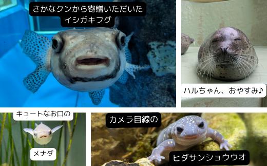 魚津水族館 入館年間パスポート引換券/一般(高校生以上)※北海道・沖縄・離島への配送不可