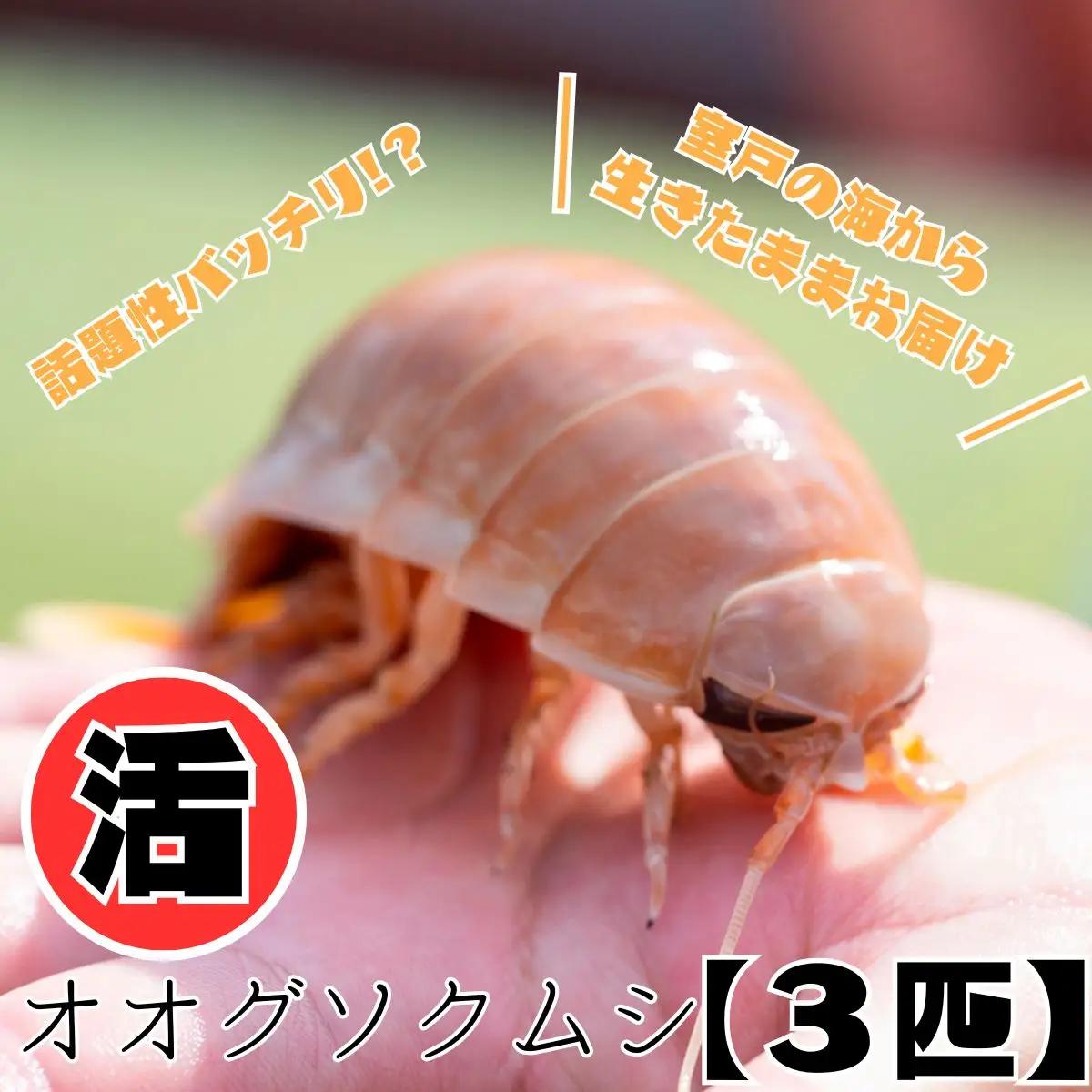 【テレビで取り上げられました！】「深海王国」室戸からお届けする「活オオグソクムシ」【３匹】話題性あり 甲殻類 エビ・カニの仲間 高知県 珍しい 自然 太平洋 ジオパーク 海産物 魚介類 グソクムシ FN-Limited-PR