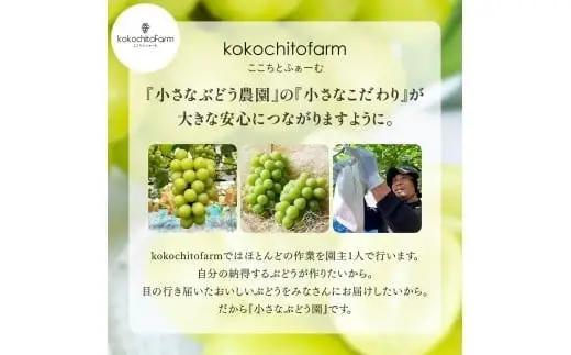 ゴールデン シャインマスカット【2026年先行予約】除草剤不使用 極み完熟 1kg以上(2~3房) ご家庭用   ぶどう シャインマスカット マスカット しゃいんますかっと 葡萄 くだもの 果物 農家