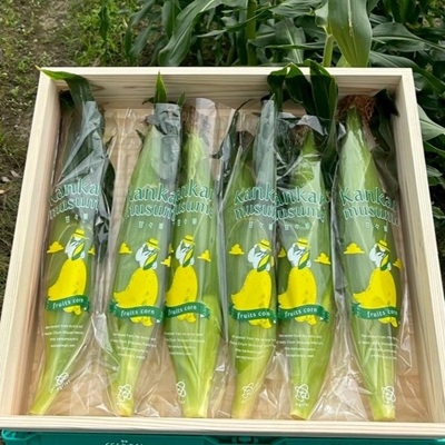 【2026年6月～7月順次発送】とうもろこし 12本 甘々娘(A品) 朝採り スイートコーン【配送不可地域：離島・北海道・沖縄県・東北・中国・四国・九州】