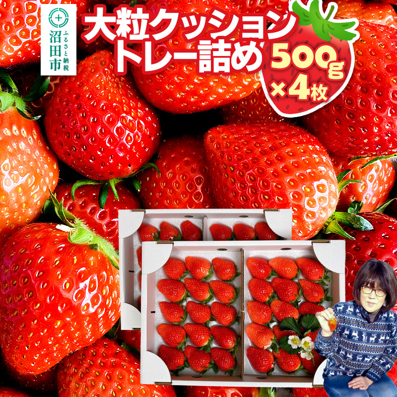 《2026年1月上旬～2月上旬発送》大粒クッショントレー詰め「やよいひめ」500g×4枚（2箱）山口いちご園 苺 イチゴ いちご