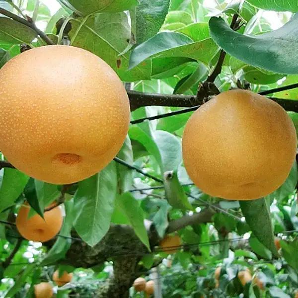 先行予約 和梨 新興 自家用 約5kg [11月上旬から発送予定] 令和8年度 梨 新潟県産 小林農園