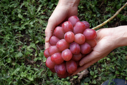 先行受付2025年発送【glasses farm】完熟ぶどうの贈り物（シャインマスカット×クイーンルージュ®各1房）※2025年9月中旬〜10月末頃発送予定