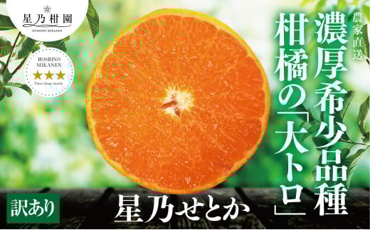 ＜訳あり＞星乃せとか 柑橘の大トロ(3kg)＜C45-87＞【1535970】